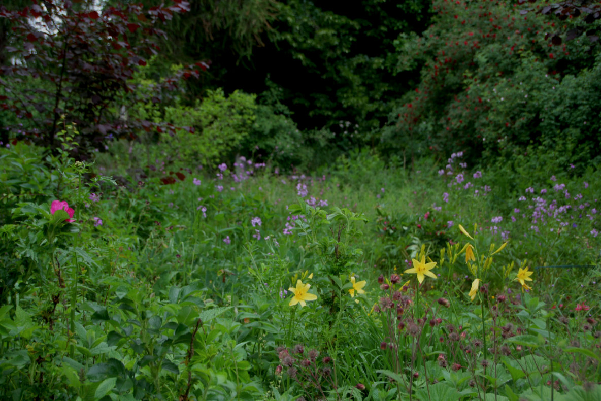 Blumenwiese Schaugarten Gärtnerei