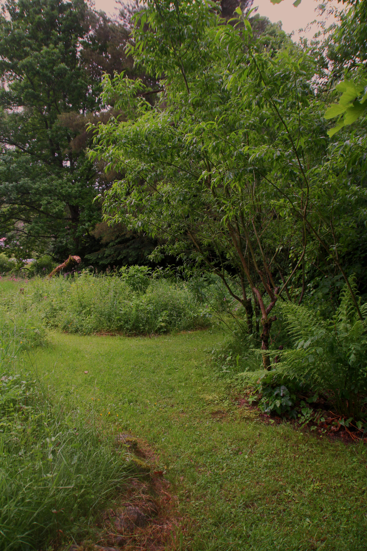 Schaugarten Gartenblumen