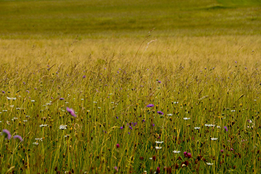 Heimische Blumenwiese