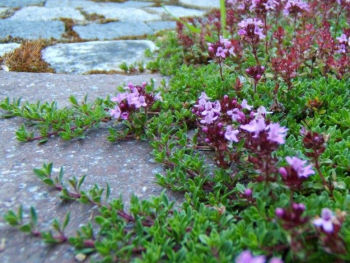Steingarten Hof Berg-Garten